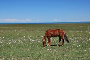 草原上的骏马在悠闲吃草