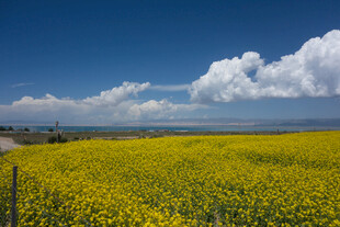 金黄油菜花海与蓝天白云