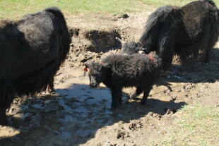 泥地中的几头黑猪