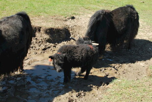 草原上的牦牛群