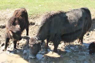 牦牛在水边饮水场景
