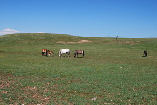 草原上的马群与牧人