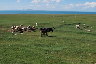 草原上悠闲的牛群
