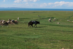 草原上的牛群与羊群