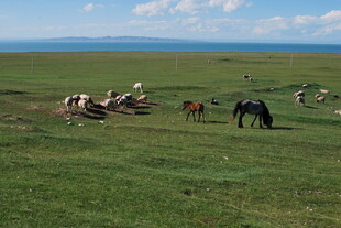 草原上的马群悠然吃草