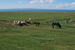 草原上的马群悠然吃草