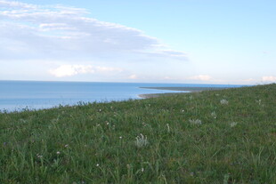 草原边的辽阔蓝色水域