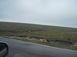 公路旁的开阔草地景观