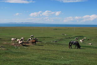 草原上的马群与放牧场景