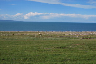 草原与海的美丽景致