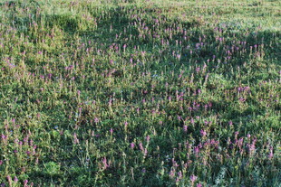 空中俯瞰多彩繁茂植物