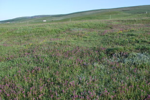 广袤草原的自然景致