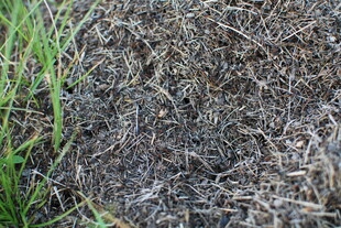 地面枯草与绿色植物景象