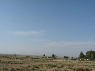 广袤原野上的稀疏树木