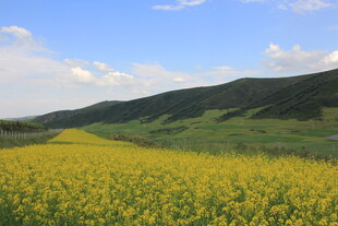 金黄油菜花海 远山蓝天