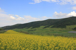 金黄花海与远山蓝天美景