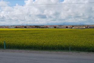 公路旁的大片金黄油菜花田