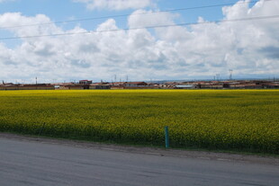 公路旁的广袤绿色田野