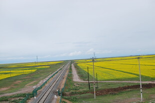 铁路穿行于金黄油菜田