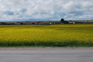 金黄油菜田与远方天空