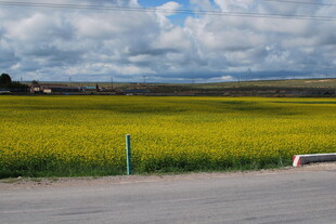金黄油菜田旁的道路风景
