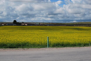 金黄油菜田边的开阔风景