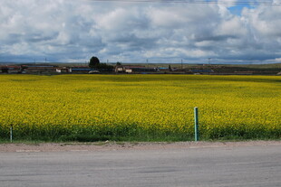 金黄油菜田旁的乡村景致