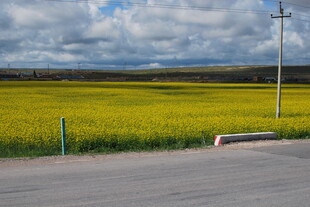 路边金黄油菜花田美景