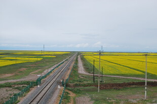 铁路穿行金黄田野美景