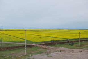 金黄油菜花田田园风光
