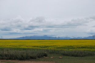 广袤油菜田与远方山峦