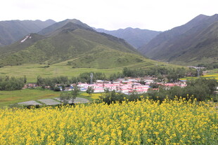 山间油菜花海中的村落