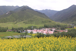 山间黄花烂漫的美丽村落