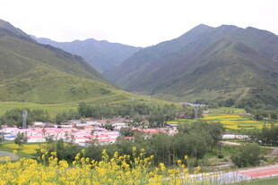 山间村落伴金黄花海