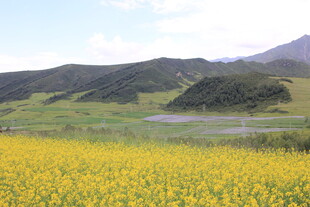 金黄花海伴远山美景