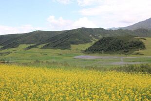 金黄花海伴青山绿水