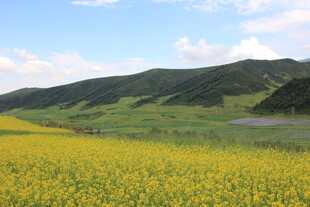 金黄花海伴青山蓝天