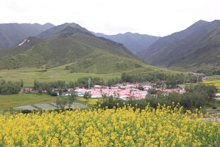 山间油菜花海中的村落