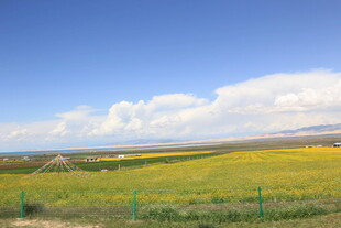 金黄田野与蓝天白云美景