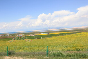 金黄田野与蓝天相映成趣