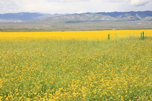 金黄花海 广袤原野风光