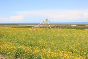 金黄田野中的灌溉设施