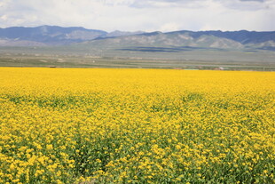 金黄油菜花海 广袤美景