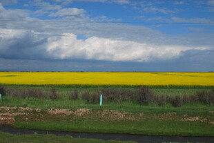 金黄油菜田与蓝天白云