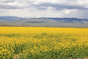 金黄油菜花海 远山近景