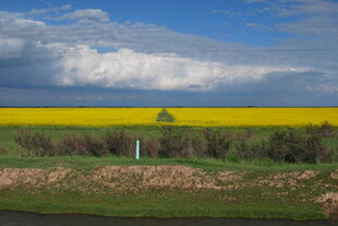 金黄油菜田与蓝天白云美景