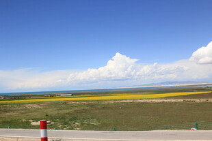 草原公路边的灿烂花海