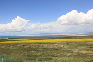 草原花海蓝天美景