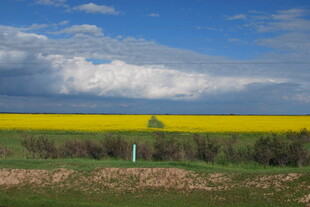 金黄油菜田与蓝天白云