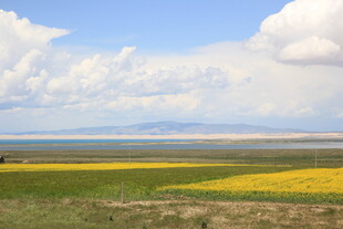 草原花海 蓝天白云美景